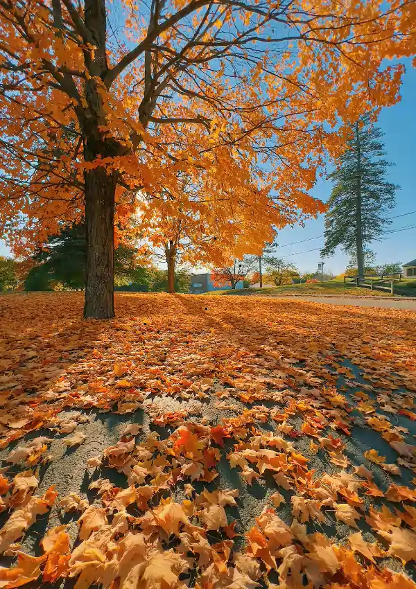 ways to romanticize life                  